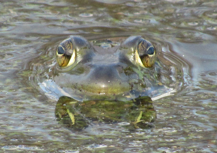 American Bullfrog